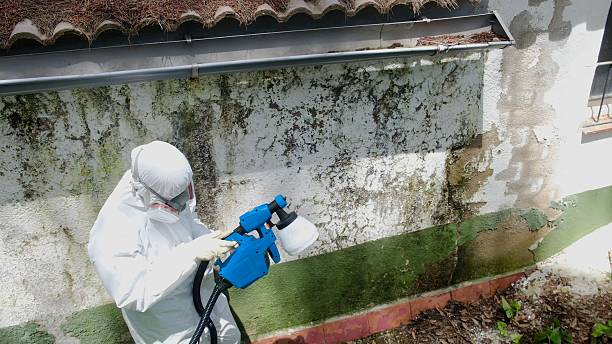 Trusted Attic Mold Removal service in Saint Bonifacius, MN - Cheap Mold Removal
